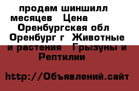  продам шиншилл-6 месяцев › Цена ­ 1 500 - Оренбургская обл., Оренбург г. Животные и растения » Грызуны и Рептилии   
